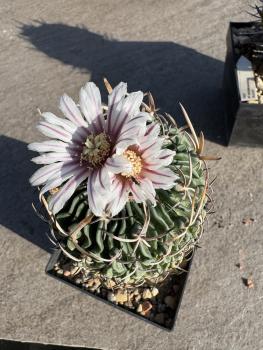 Stenocactus multicostatus